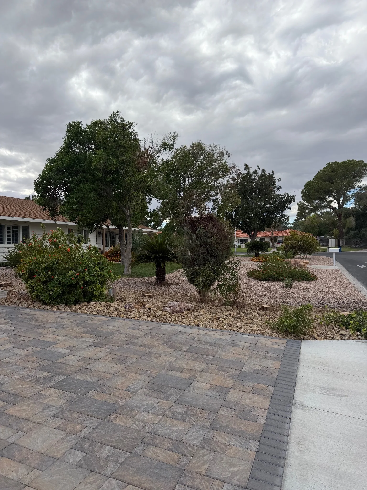 Residential yard after tree and shrub removal with one tree retained at the customer's request
