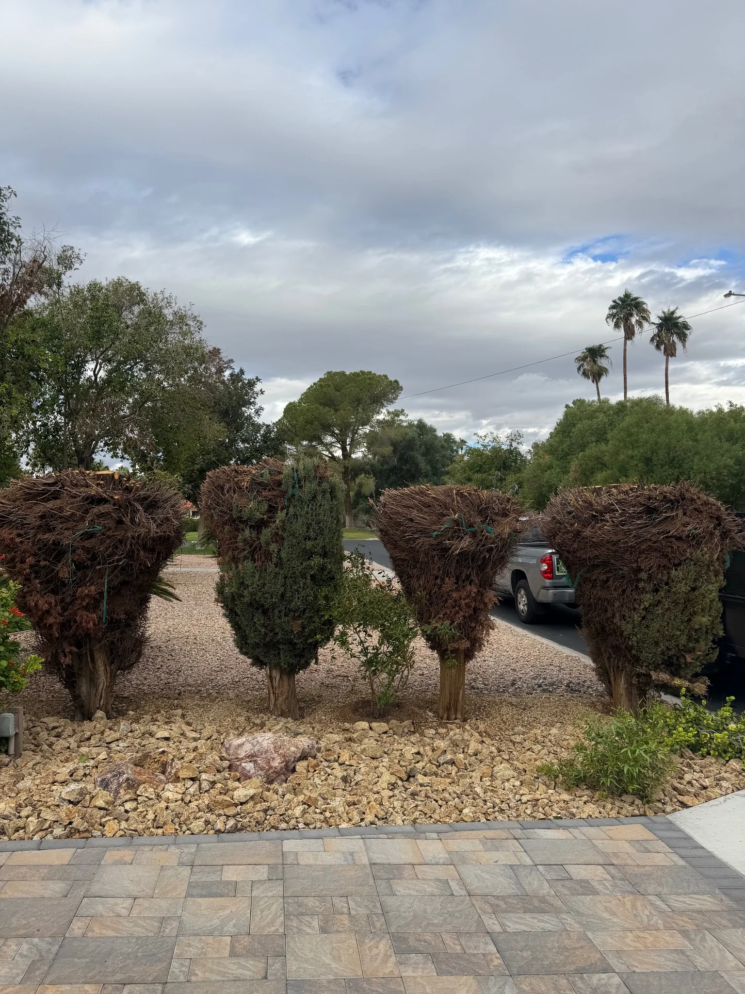 Residential yard before removal of unwanted trees and shrubs